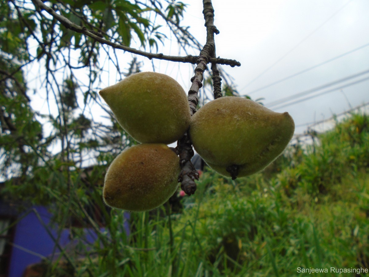 Prunus persica (L.) Batsch